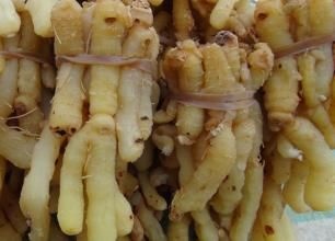 连州市关玉竹 优质产品