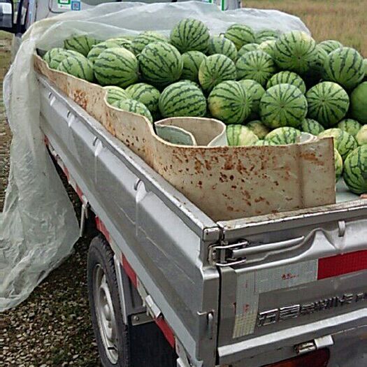 汝城县8424西瓜 8424正宗麒麟瓜
