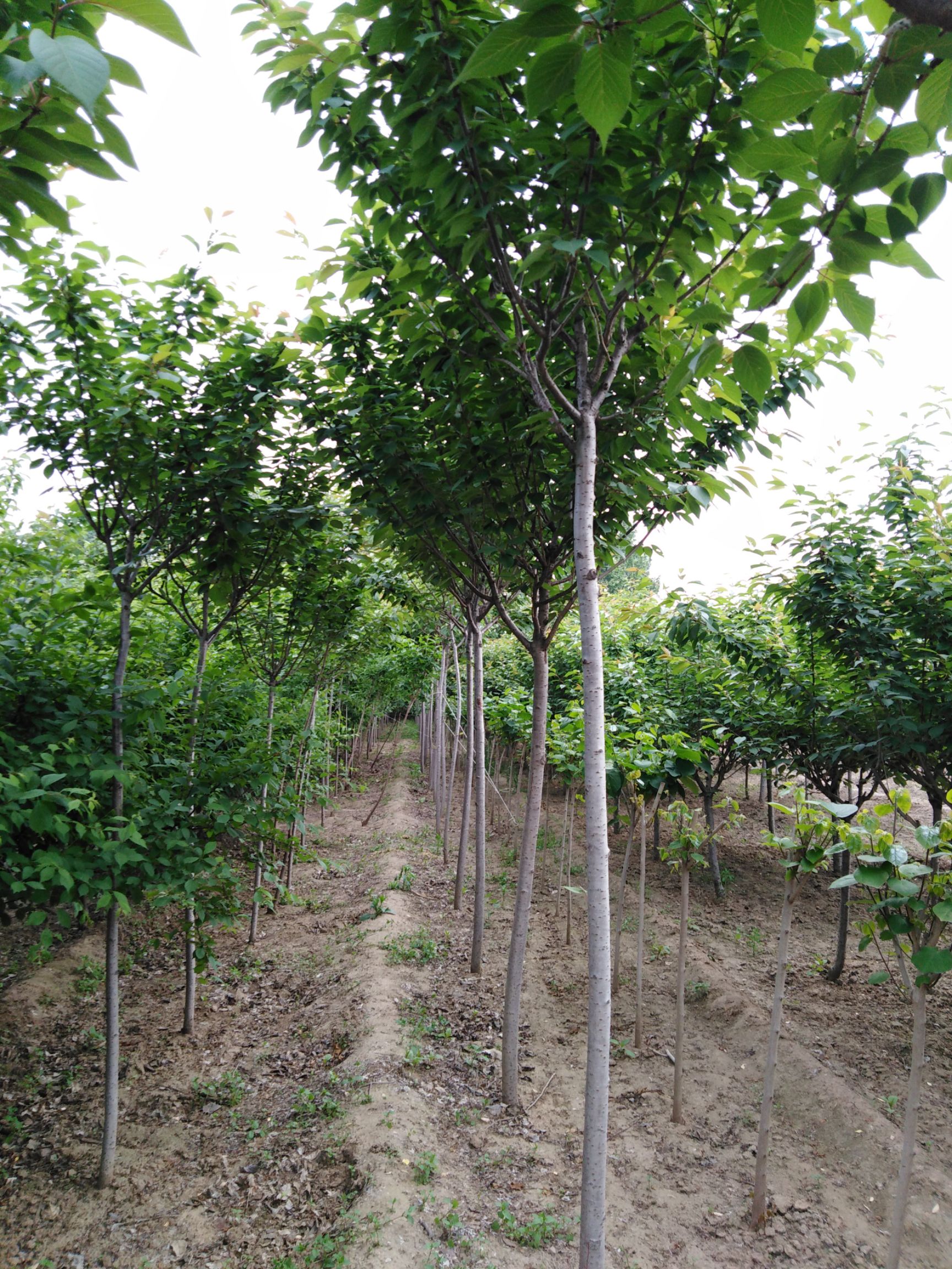  高干樱花树，4-5公分