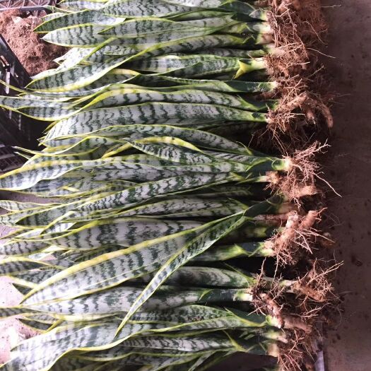 漳州虎皮兰 长金边虎 皮兰