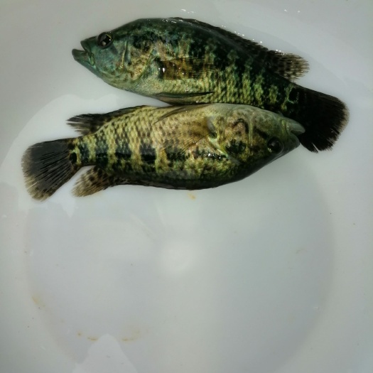 昭平县淡水石斑鱼苗 淡水花斑王（猛龙一号）
