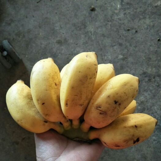 自家种植小米蕉小果17元9斤包邮