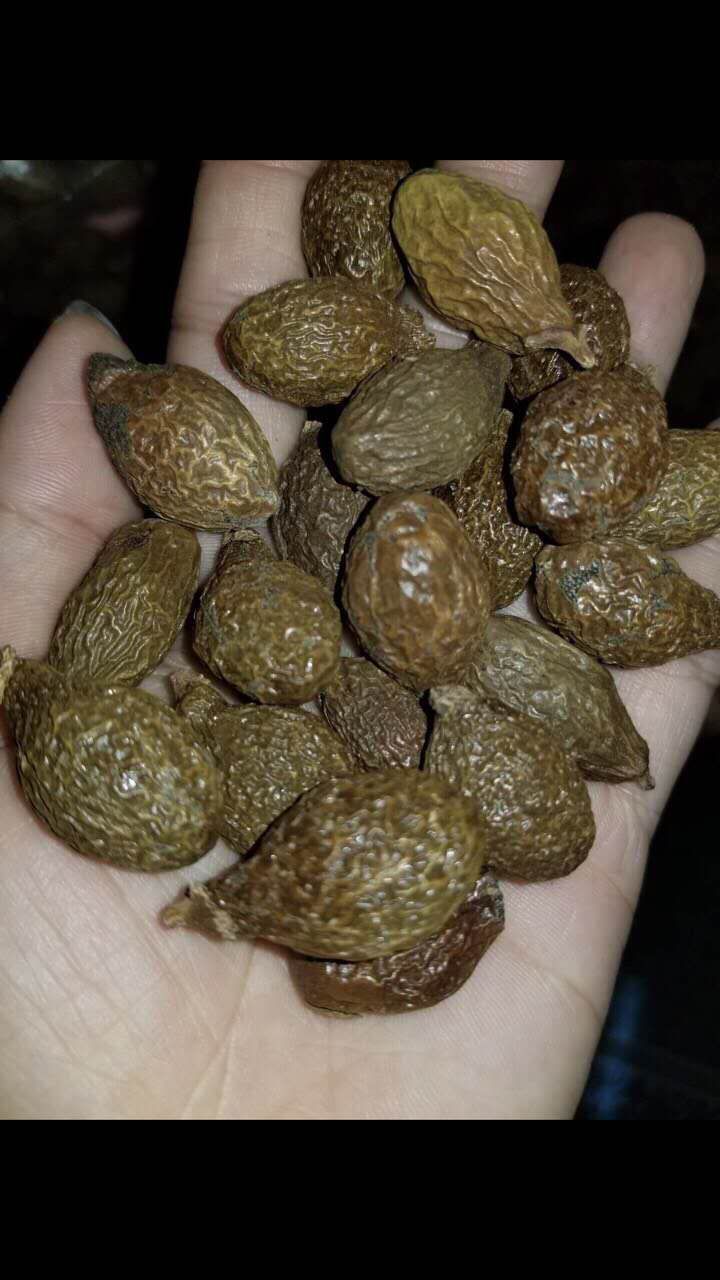  胖大海，月供应50吨，南宁现货