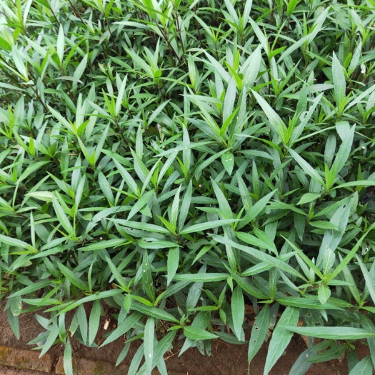 海口翠芦莉盆栽
