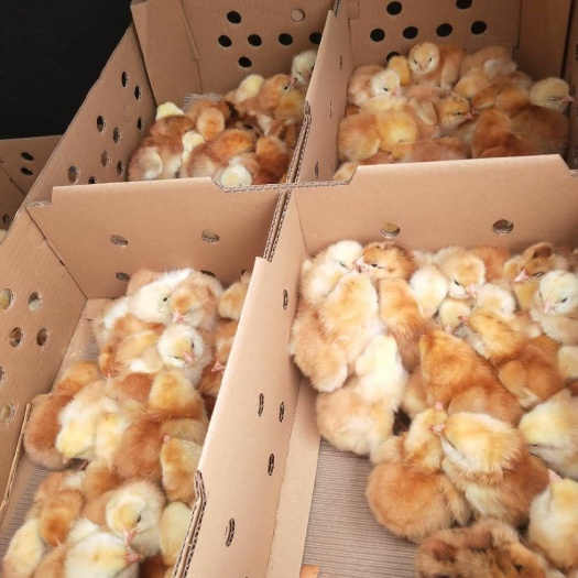 广汉市快大黄鸡苗 母苗 九斤黄鸡苗 红玉王鸡苗，肉鸡苗三黄鸡苗