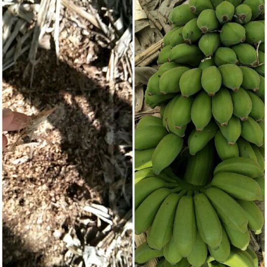 小米蕉产地直销9斤净果包邮，一手货源，支持一件代发
