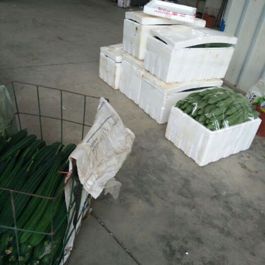 柳州 丝瓜大量上市，有需要的老板联系我
