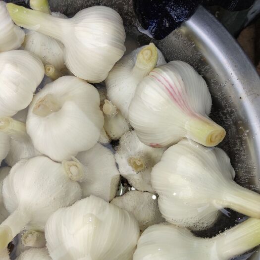 梁山县红皮大蒜 鲜蒜绿色食品，无农药无化肥～