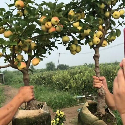 平邑县矮化红富士苹果苗 矮化苹果苗盆栽红富士红肉黑钻盆景树桩南北方种植阳台种植苹果苗