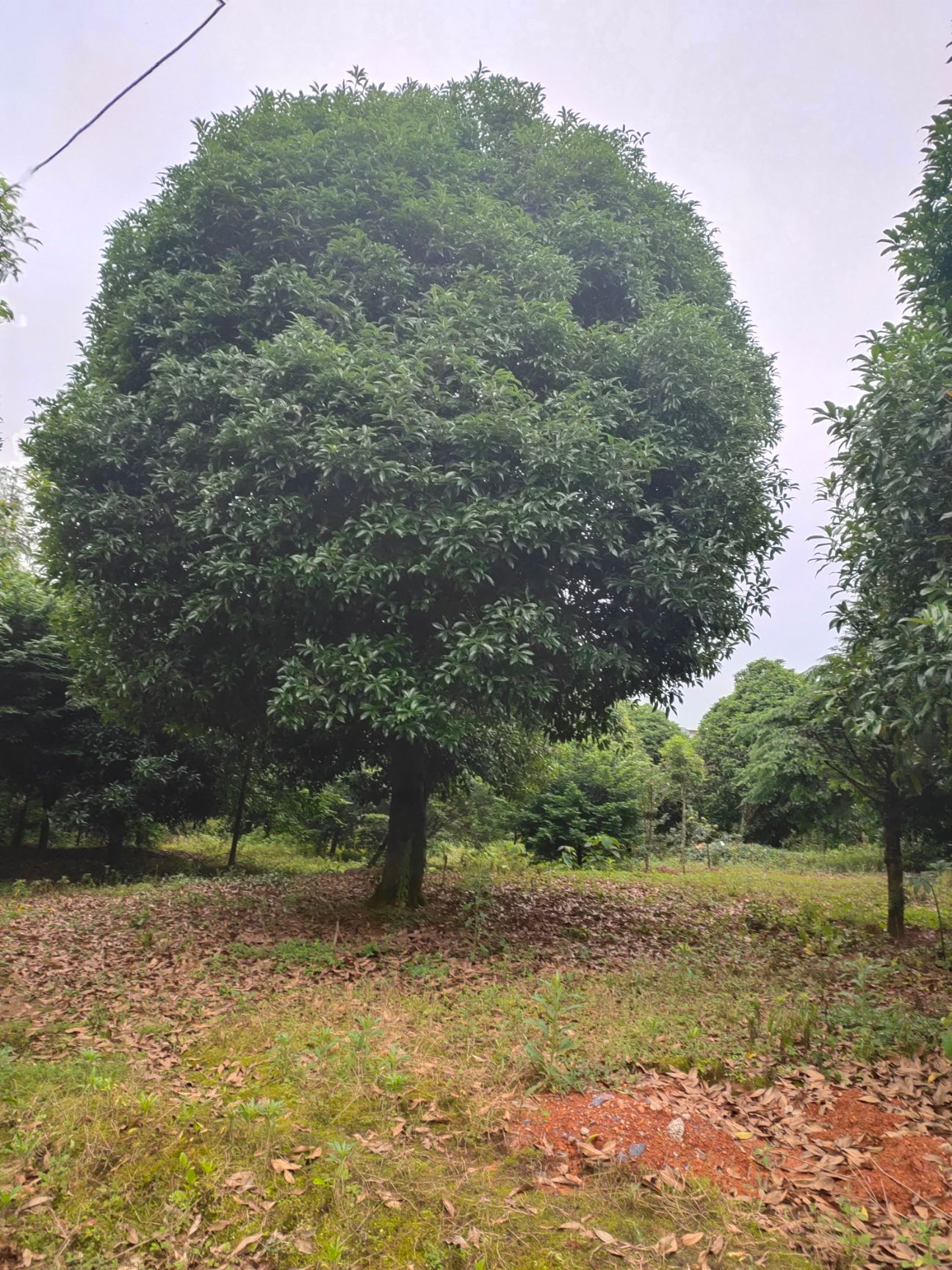  供应桂花树10-40公分 桂林桂花树 广西桂花树 西南大桂