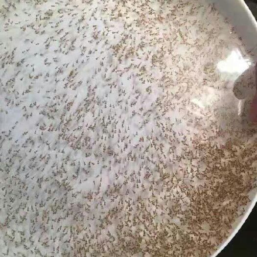 广州 各种淡水鱼苗水花大量上市出售