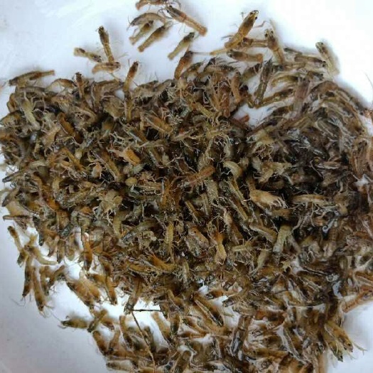 广州澳洲龙虾苗