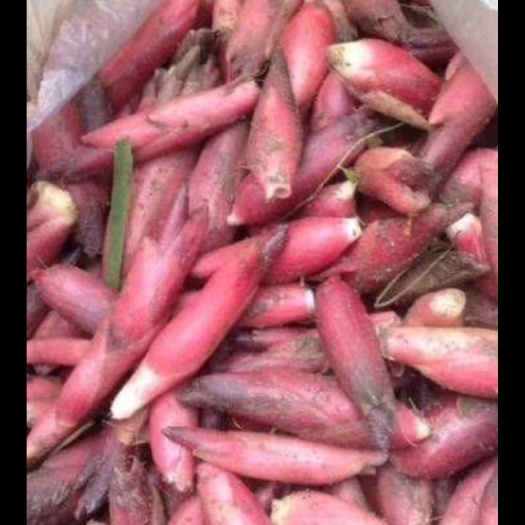 宣恩县 阳荷 洋合 纯野生阳荷阳姜荷 洋火 茎科植物无公害食品