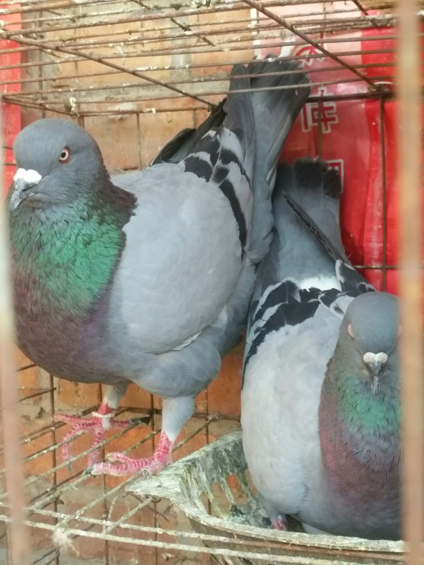  鸽笼子成套的！有需要的联系我