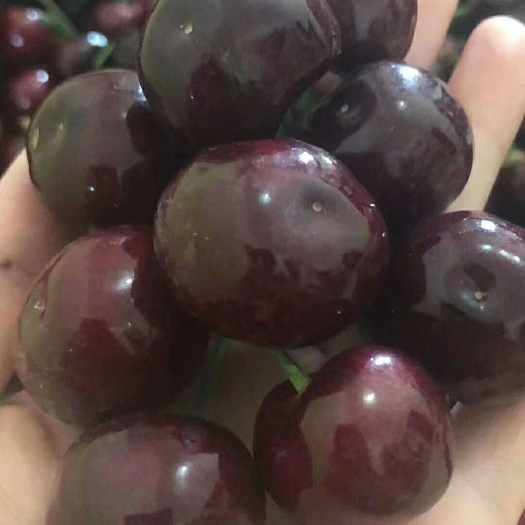 红灯樱桃  汉源黑珍珠，套袋车厘子，套袋黑珍珠！