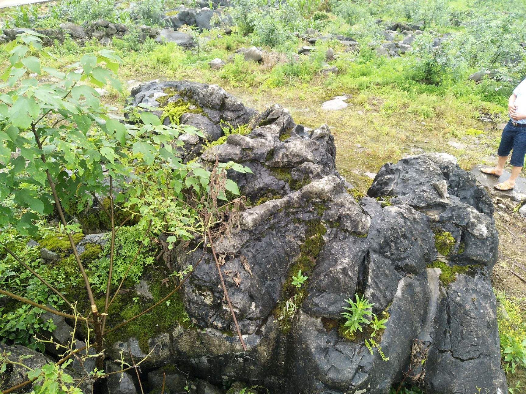景观盆栽 草坪石，假山石，泊岸石，大平板石