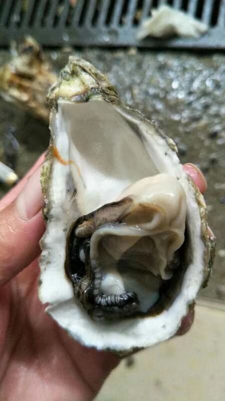 广州深海海鲜 深海小蚝一箱50只，1.2元一只珠三角包邮。