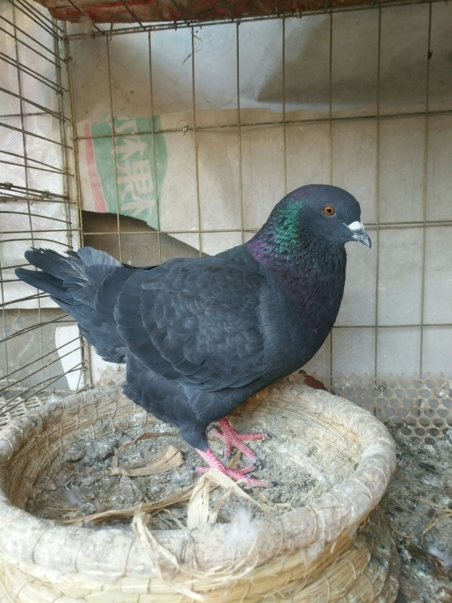  鸽笼子成套的！有需要的联系我