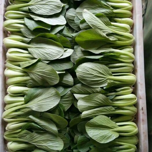 曹县上海青 精品大棚油菜