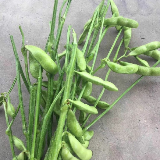 仙桃市翠绿宝毛豆大量上市，价格根据市场行情而定欢迎订购！
