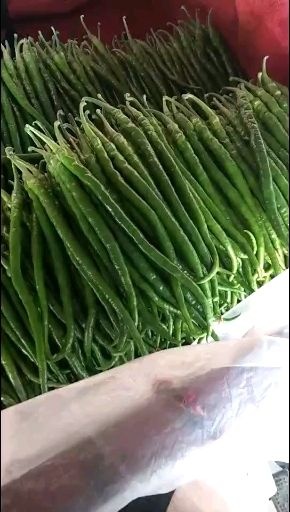 兰陵县精品线椒大量上市，大量有货