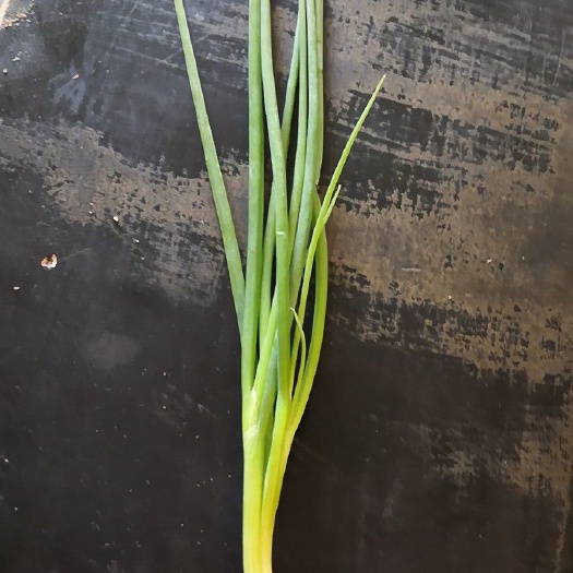 厦门 香葱