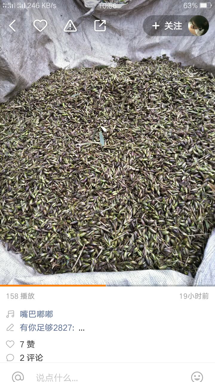 苗子竹 竹米子，新鲜三月竹笋鲜货