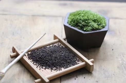 虫屎茶 通道芋都虫茶