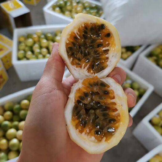 平和县 黄金百香果走起