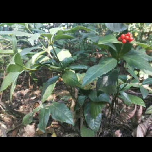长宁县花叶珊瑚  中药材威灵仙 草珊瑚  九节风