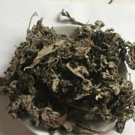 周口 17-19年艾叶出售欢迎咨询！