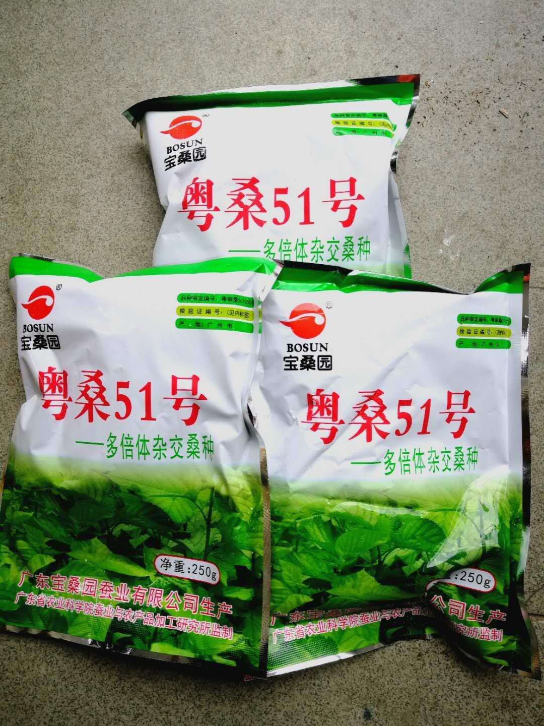  桑树苗