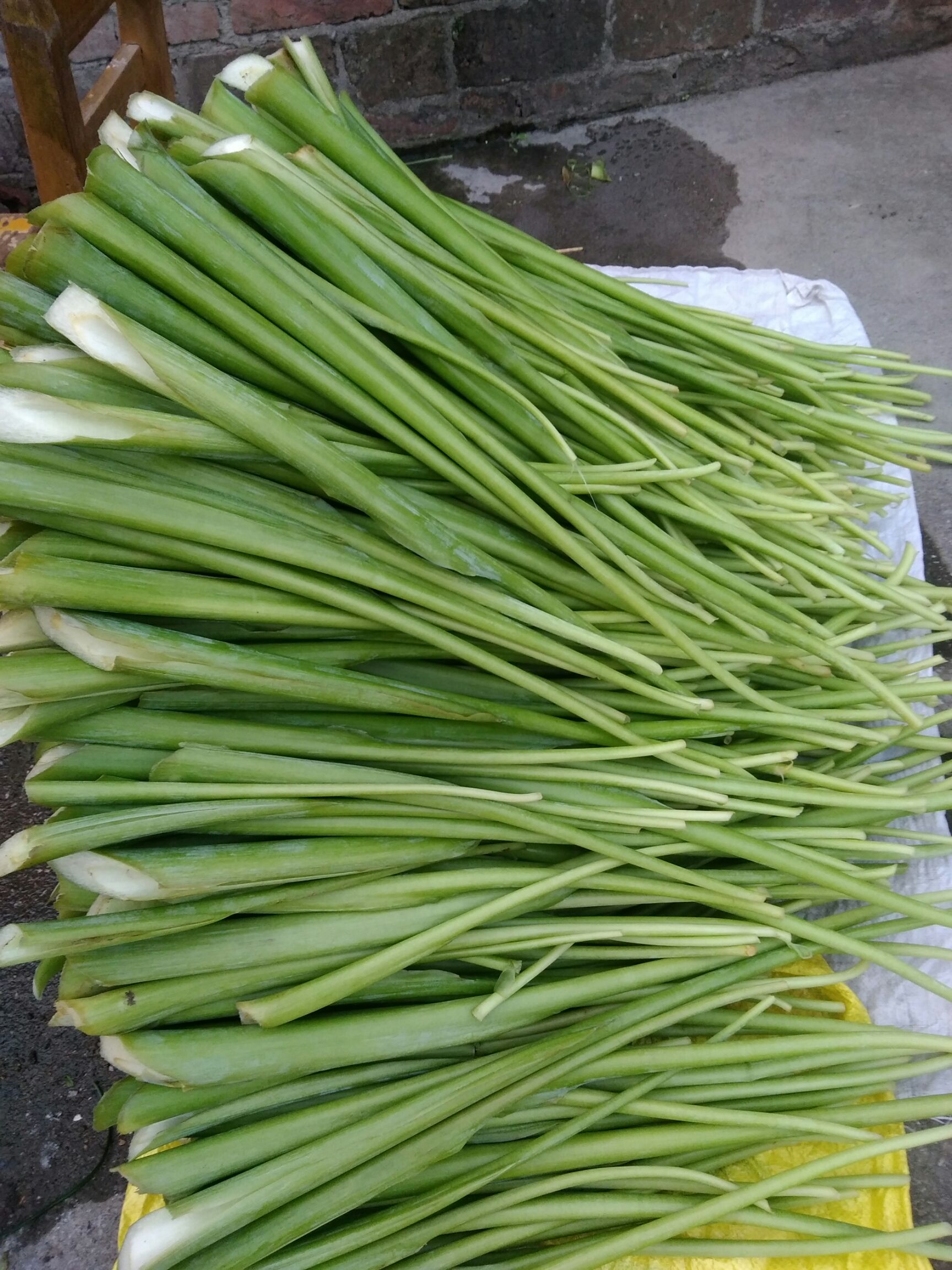 来宾芋梗 广西新鲜芋苗梗芋蒙杆芋荷广菜当天采收新鲜梗茎发货