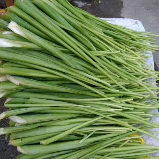 芋梗 广西新鲜芋苗梗芋蒙杆芋荷广菜当天采收新鲜梗茎发货
