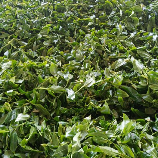 云县野生红茶 野生红
