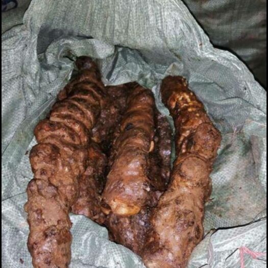 连南县 清远连南土茯苓  有老板收购吗？