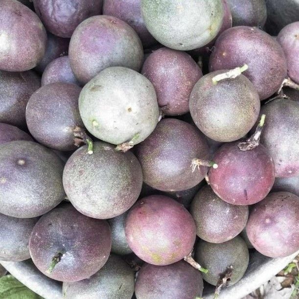 紫红色百香果 果靓，大