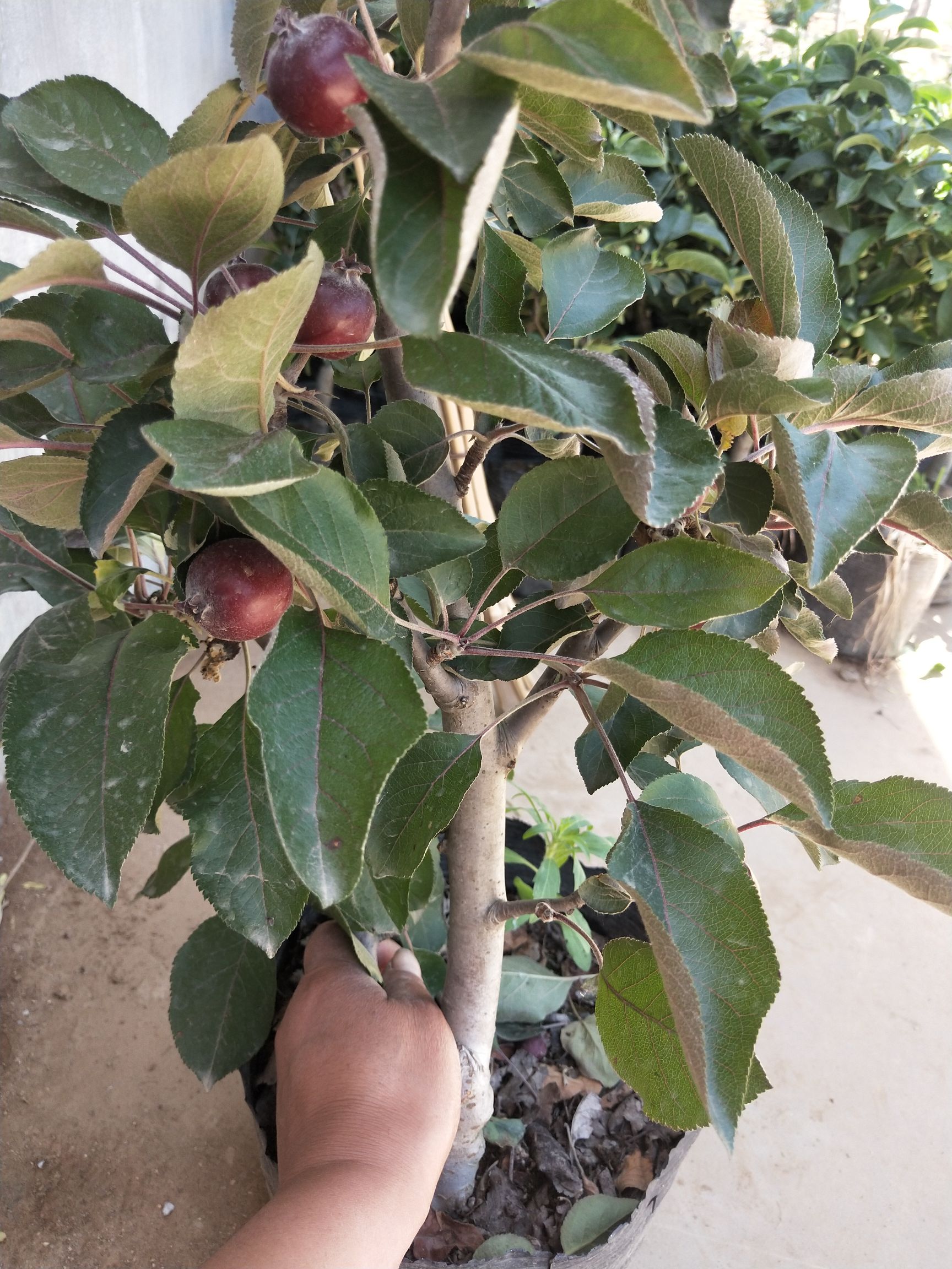 矮化紅富士蘋果苗 矮化蘋果苗盆栽紅富士紅肉黑鑽盆景樹樁南北方種植