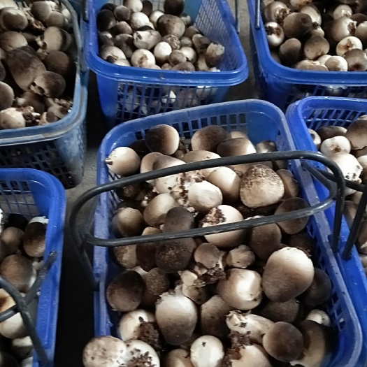 台前县草菇 鲜货 混级统货 人工种植