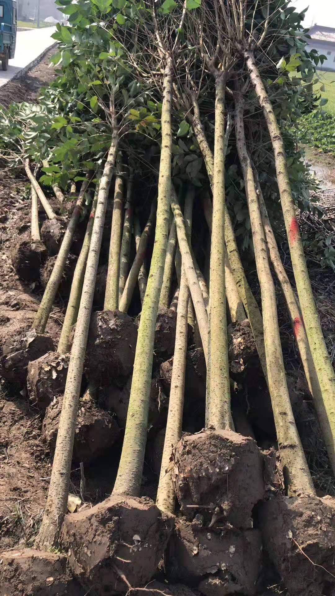 大叶女贞苗 4公分5公分6公分7公分大叶女贞批发价  大叶女贞基地报价