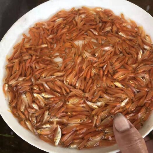 广州鱼苗 红鲤鱼 兴国鲤鱼 金丝鲤