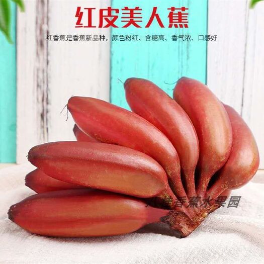南宁粉美人蕉 美容香蕉