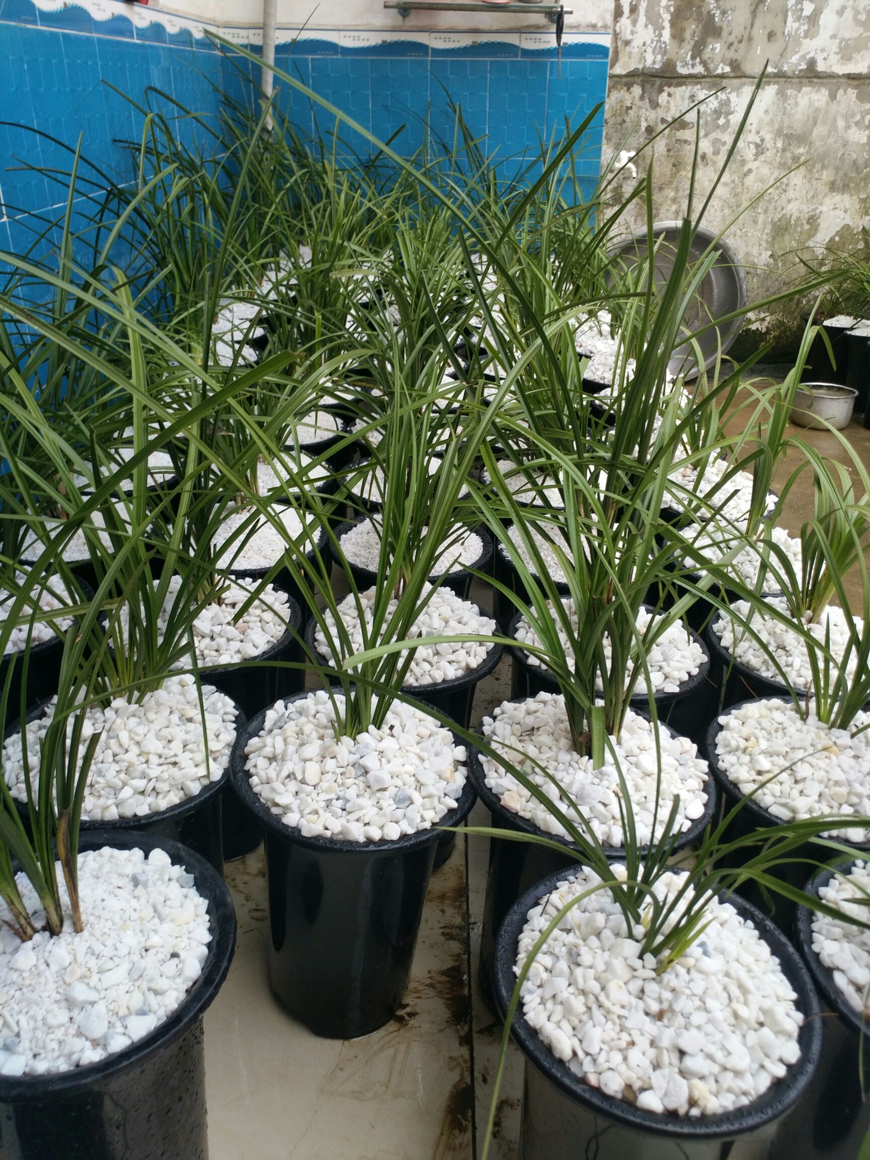 [春剑兰花批发]春剑兰花 各种名品蕙兰。价格888.88元\/棵 1棵起批