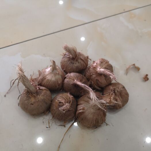亳州藏红花种球 藏红花求