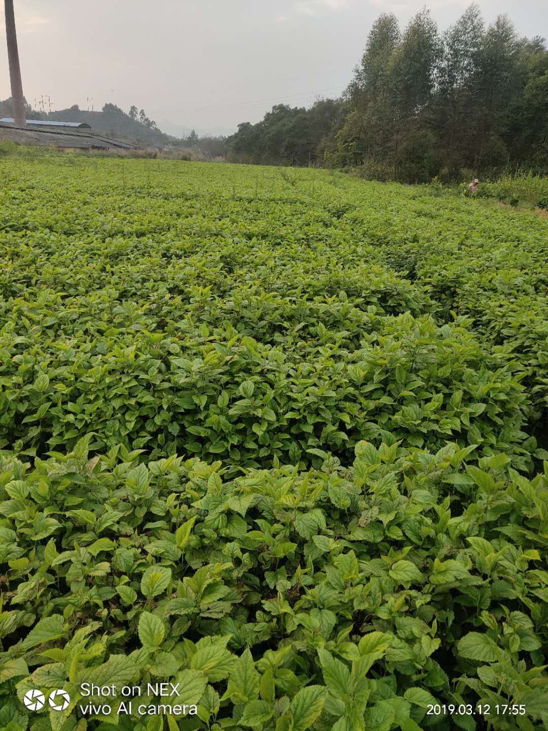 品種名 大葉桑苗 分類 實生苗 本人現有養蠶桑樹苗種子 有需要的