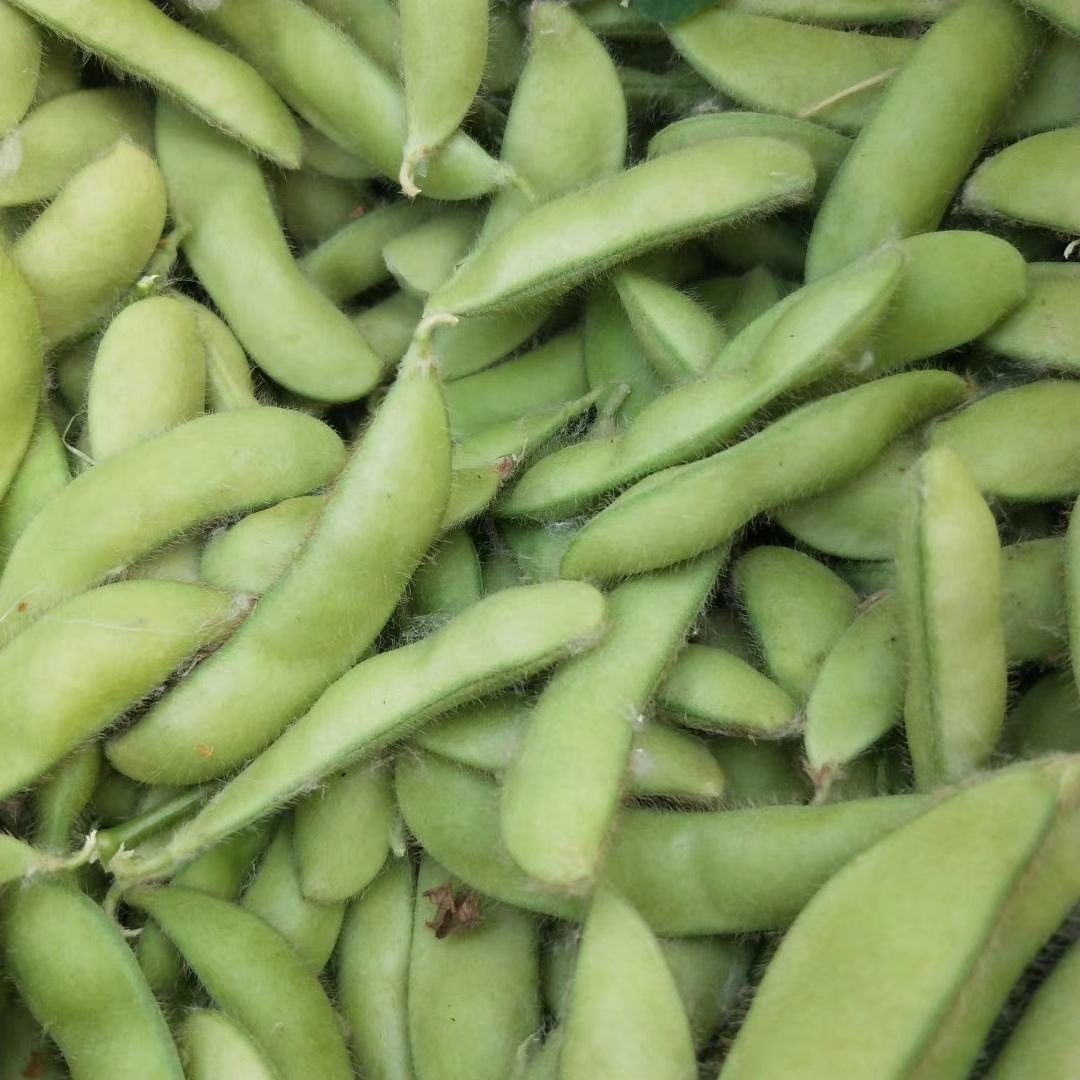  精品沈鲜豆十天左右大量上市，一等一的质量，一般般的价格！