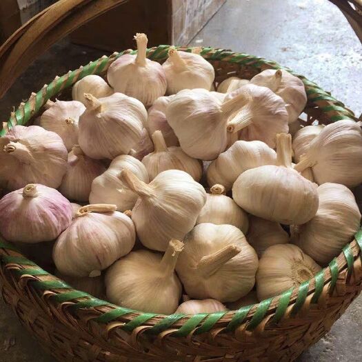 宁陵县 干大蒜