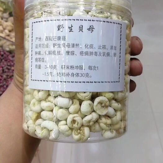 格尔木市 藏贝母