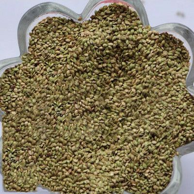 护坡草坪种子百喜草种子牧草种子公路果园护坡牧草种籽
