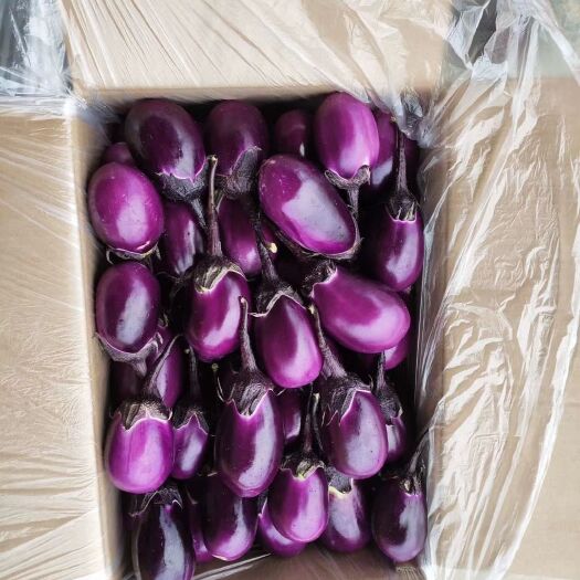 兴义市精品紫光圆茄子